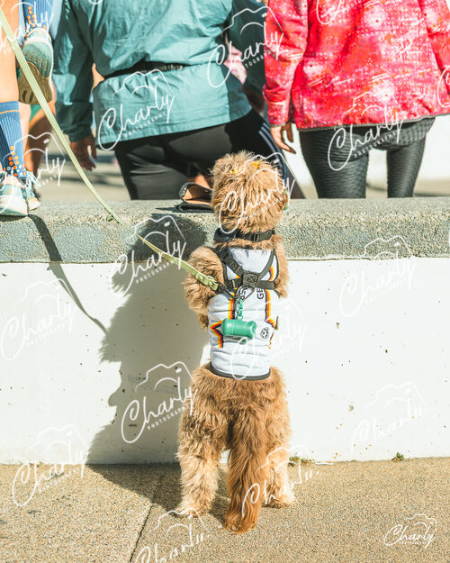 Shake Out Run Finisher 2026